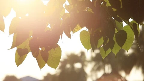 Leaf of Bodhi tree Stock Footage 87019650