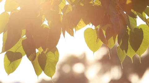 Leaf of Bodhi tree Stock Footage 87019670