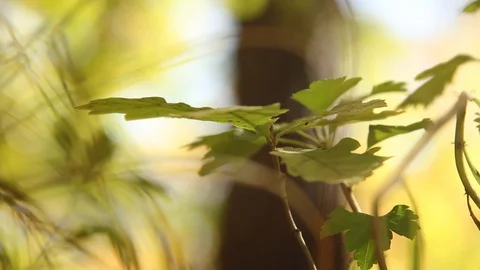 Leaf on bokeh background 스톡 동영상 107756075