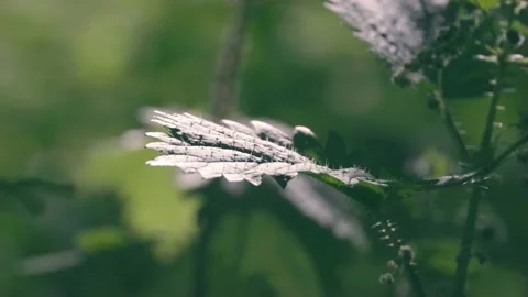 Leaf bokeh 스톡 동영상 130196318