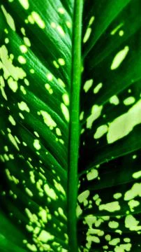 Leaf bone pattern 스톡 사진