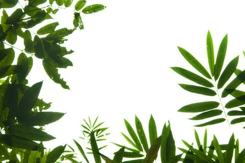 Leaf border Natural green leaf border against white background. Copyright:... Stock Photos