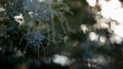 Leaf branch against blurred background Stock-Footage 94881912