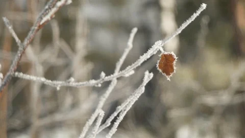 Leaf on a branch covered with hoarfrost develops in the wind Stock Footage 124744468