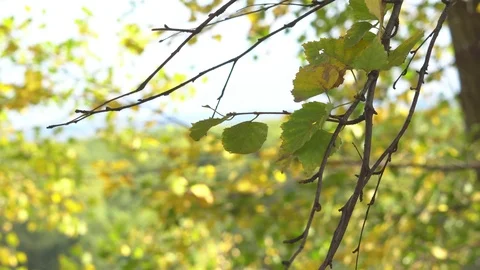 Leaf on a branch Stock Footage 95230423