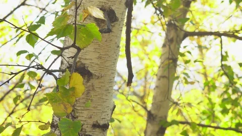 Leaf on a branch Stock Footage 95421887