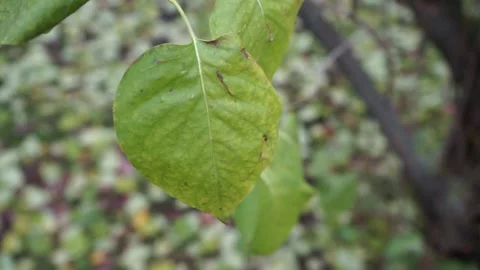 A leaf on a branch Stock Footage 159515854