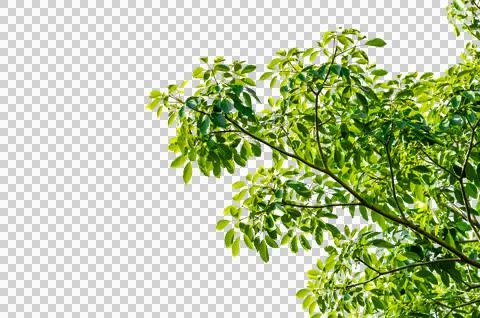 Leaf branch Isolate on transparent background PNG file Stock Photos