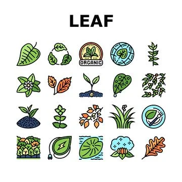 Leaf Branch Natural Foliage Tree Icons Set Vector Stock Illustration