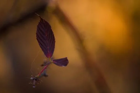 Leaf in Branch Stock Photos