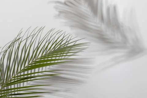 Leaf branch with shadow close up Stock Photos