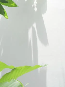 Leaf branch with shadow on white wall background Stock Photos
