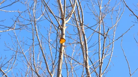 A leaf on a branch swinging in the wind Stock Footage 103668805