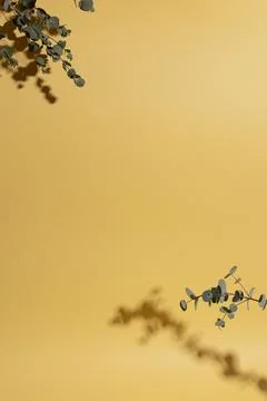 Leaf branch in vase with shadow with copy space Stock Photos