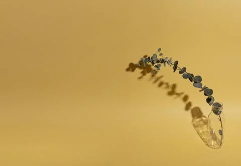 Leaf branch in vase with shadow Stock Photos