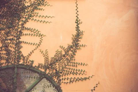 Leaf on brick wall background Stock Photos