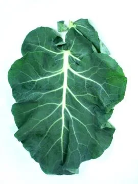 Leaf of a broccoli Stock Photos