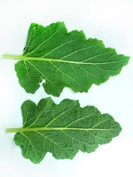 Leaf of a broccoli Stock Photos