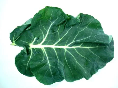 Leaf of a broccoli Foto stock