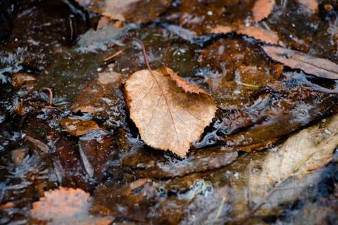 A leaf of a brown shade fallen from a tree lies in water Stock Photos