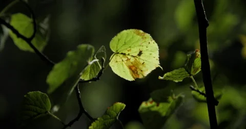 Leaf with brown spots Stock Footage 318089330