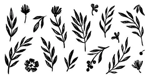 Leaf brush hand drawn ink elements. Black crayon texture brush abstract olive 스톡 일러스트