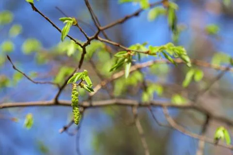 Leaf bud of the birch on blue sky background, focus on the bud Stock Photos