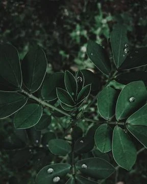 Leaf bud center Stock Photos
