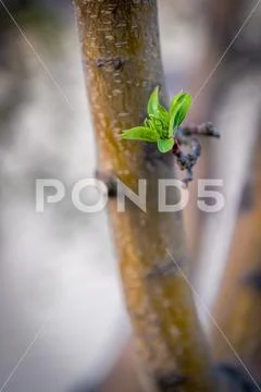 Leaf Bud Stock Photos