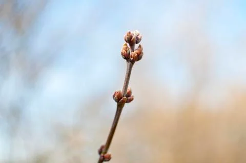 Leaf bud from a tree Stock-Fotos