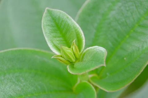 Leaf buds are green Stock Photos