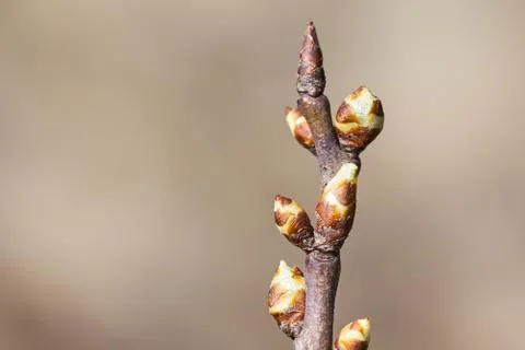 Leaf buds on branch Stock Photos