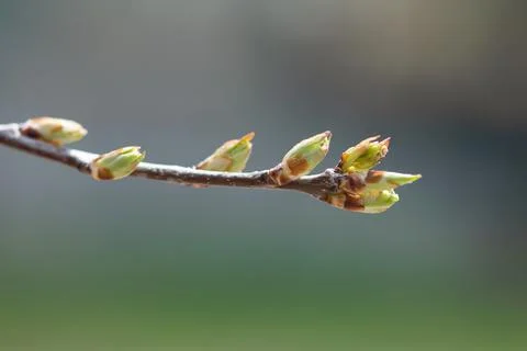 Leaf Buds On Branch Stock Photos