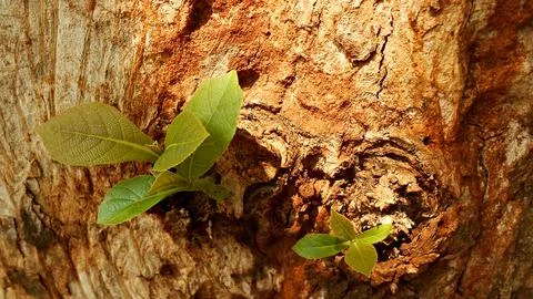 Leaf buds grow on tree trunks Stock Photos