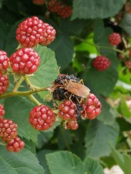 LEAF BUG  on a berry Stock Photos