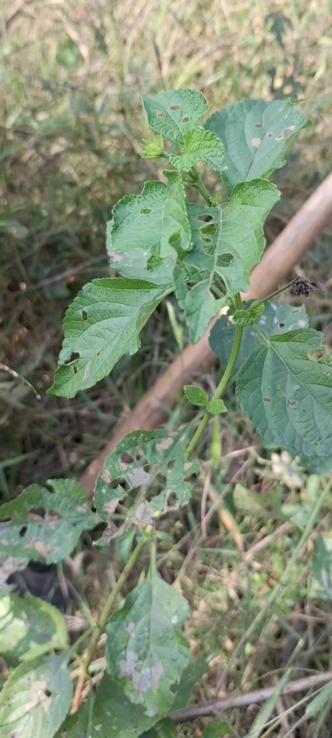 Leaf bug Stock Footage 291545175
