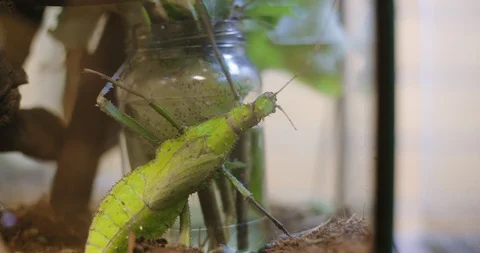 Leaf Bug Holding on to Glass Jar Stock-Footage 104681618