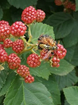 LEAF BUG_and_WASP Stock Photos