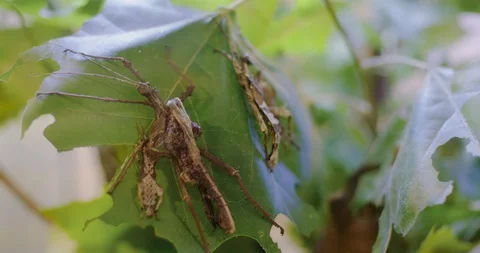 Leaf Bugs Blending in With Leaves Stock-Footage 104683157