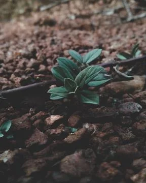 Leaf Bunch Stock Photos