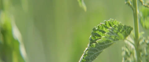 Leaf of burn nettle plant anamorphic 4K footage Stock Footage 311751306