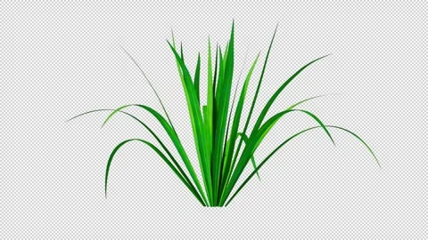 Leaf Bush Growing Alpha Channel Stock Footage 265421538
