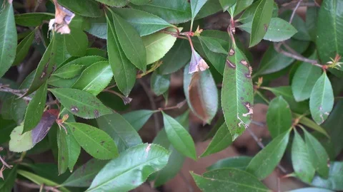 The leaf on the bush swings in the wind Stock Footage 104979137