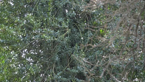 The leaf on the bush swings in the wind Video stock 104979220