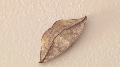 Leaf Butterfly Stock Footage 8521677