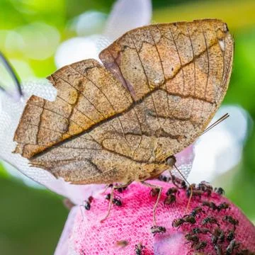 Leaf butterfly Stock Photos