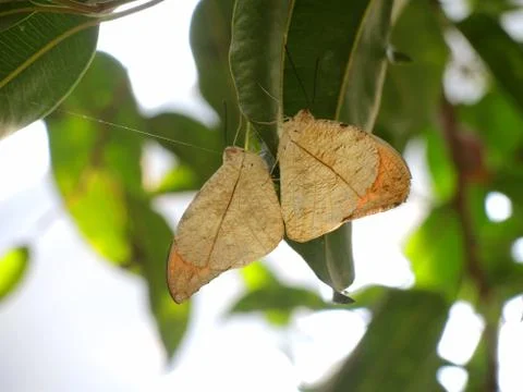 Leaf butterfly Stock Photos