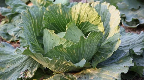 Leaf of cabbage plant movement 動画素材 35576595