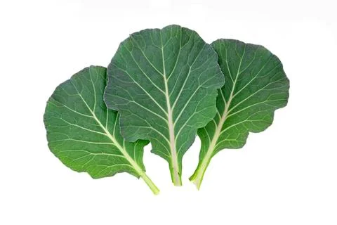 Leaf cabbage on a white background. Stock Photos