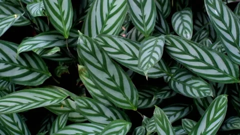 Leaf Calathea Stock Footage 228781589